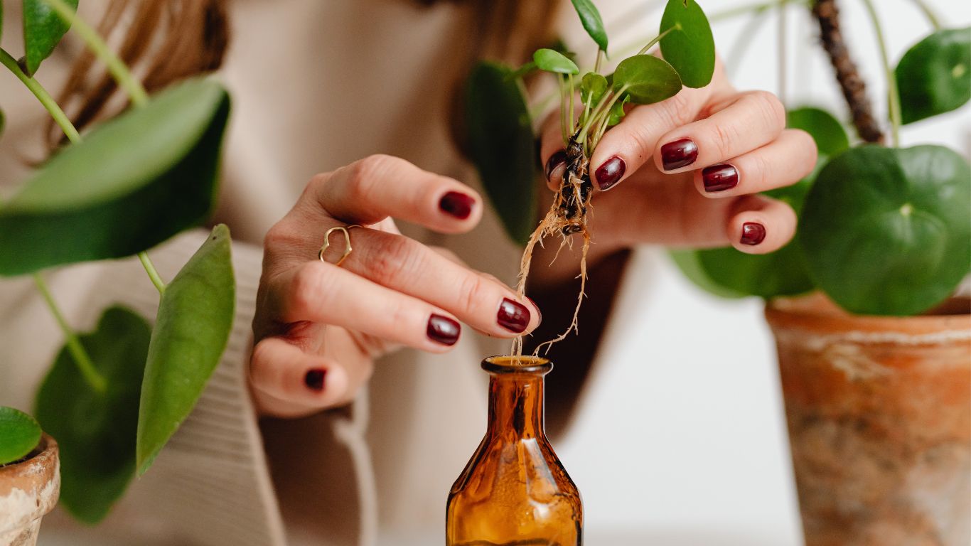 Powerful Green Extracts For Metabolism2025